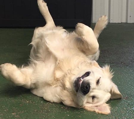 A white dog rolling on the floor and smiling