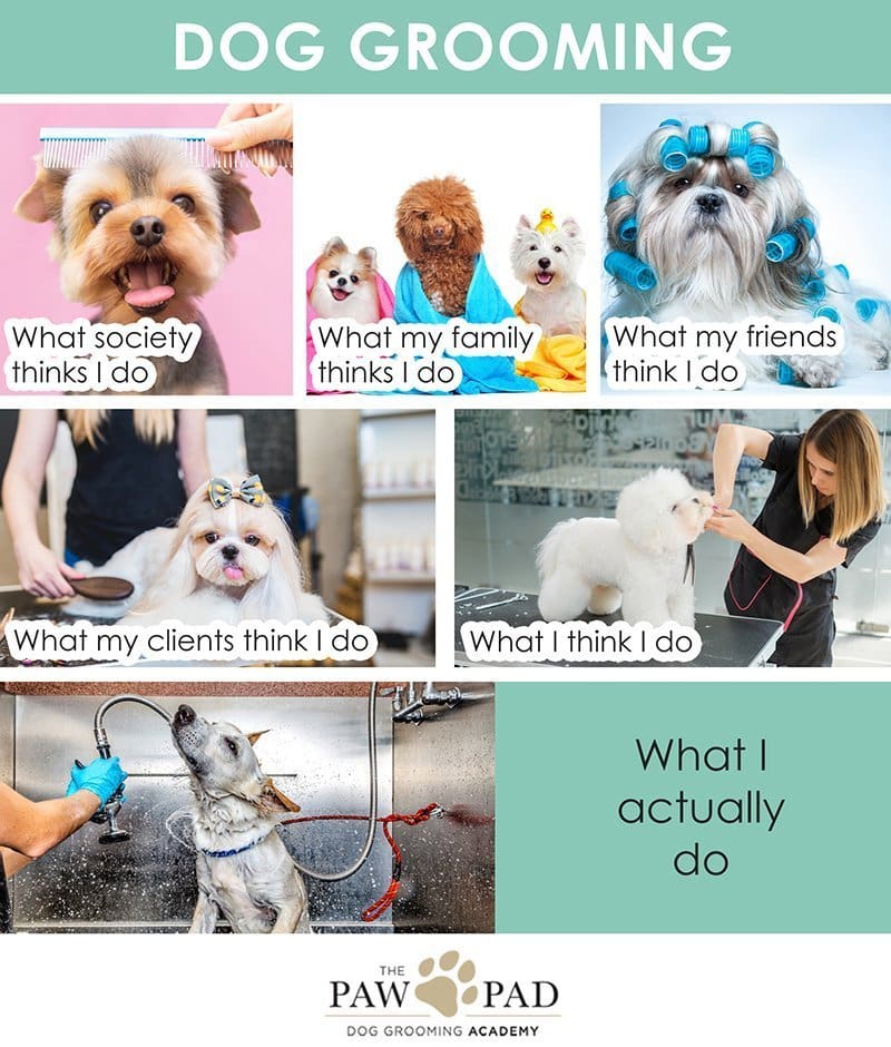 Ultimate Guide to Starting Your Own Dog Grooming Business