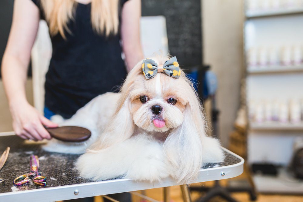 small dog at dog groomers with bow in her hair
