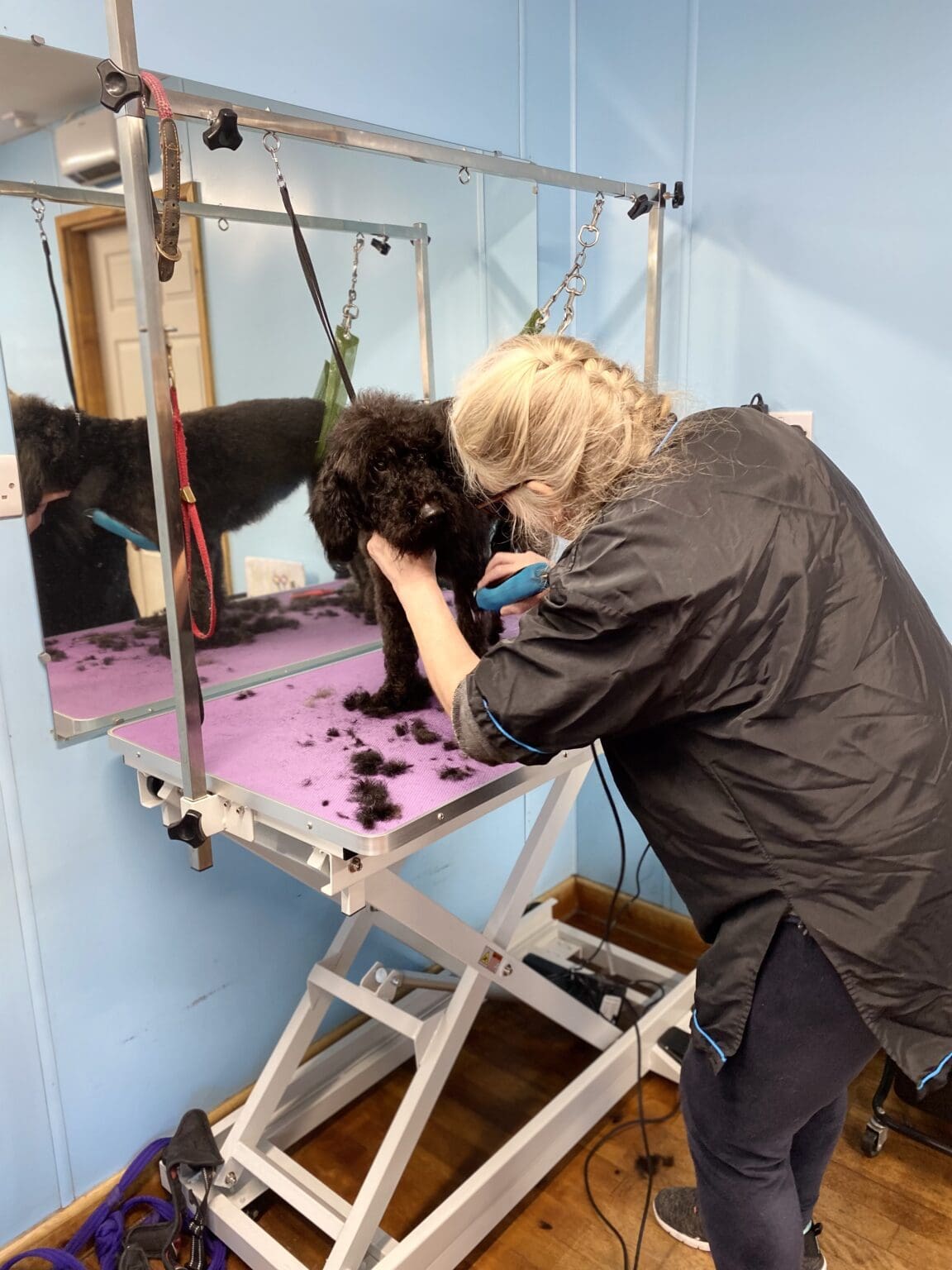 Picture of Dog Grooming Equipment | The Paw Pad Dog Grooming Academy
