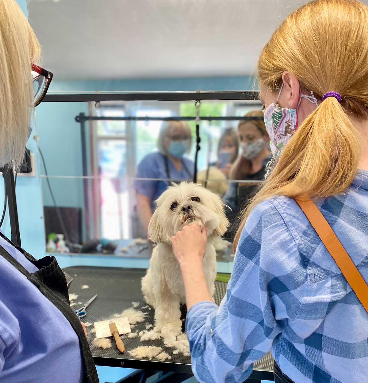 dog-grooming-training-cheshire