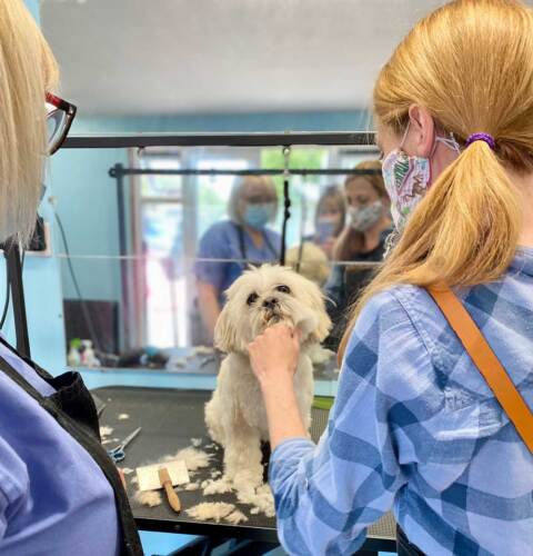 Course Paws Level 3 Dog Grooming Course | Paw Pad Dog Grooming Academy