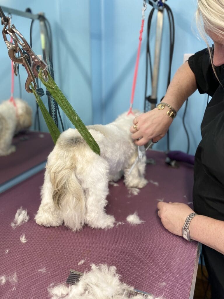 cutting dog's hair