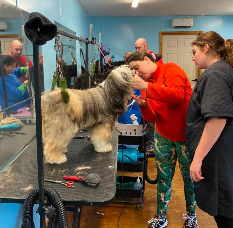 pawpad dog training course cheshire